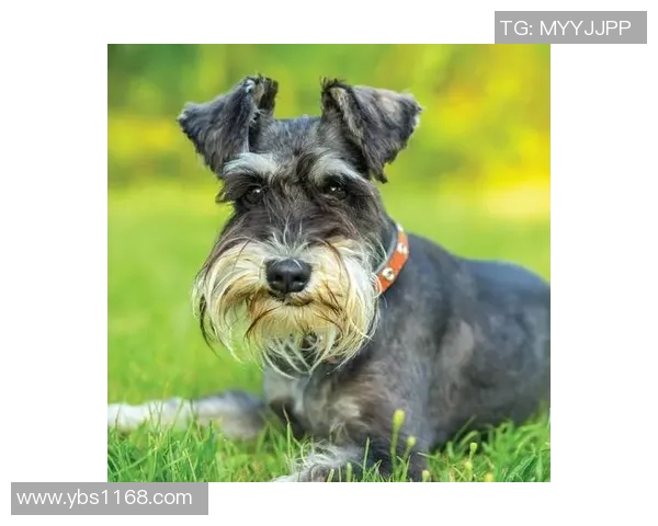 足球明星宠物狗的名字推荐二字组合让你爱不释手